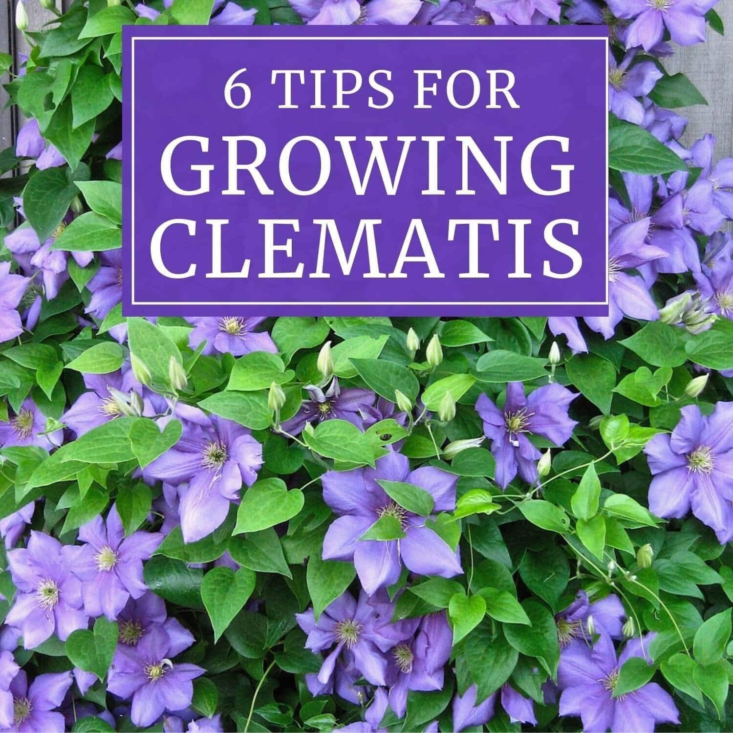 6 Tips for Growing Clematis - Longfield Gardens
