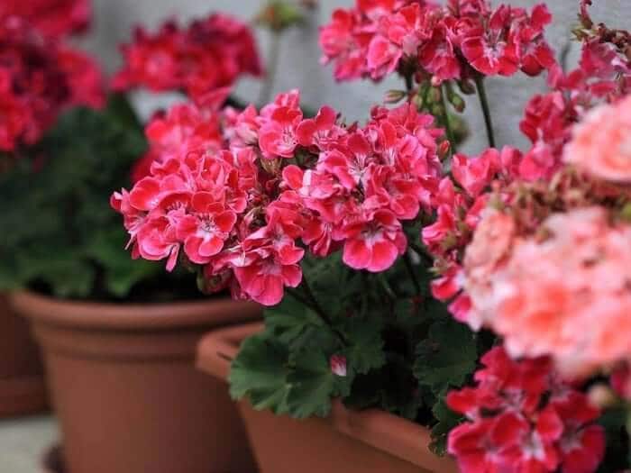 Geranium: Soothing Manliness in Perfumery