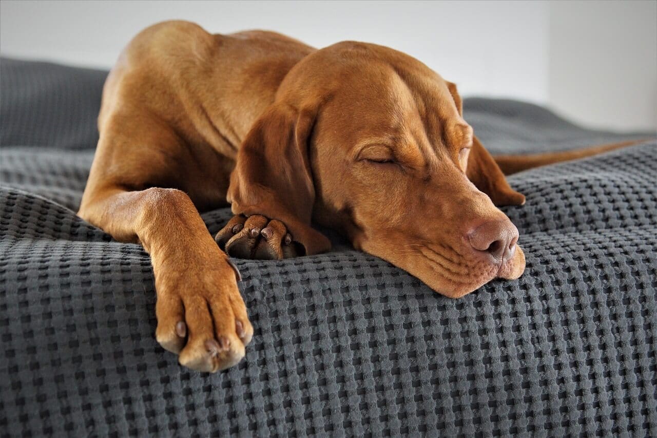How to Deal with Parvo in Dogs?