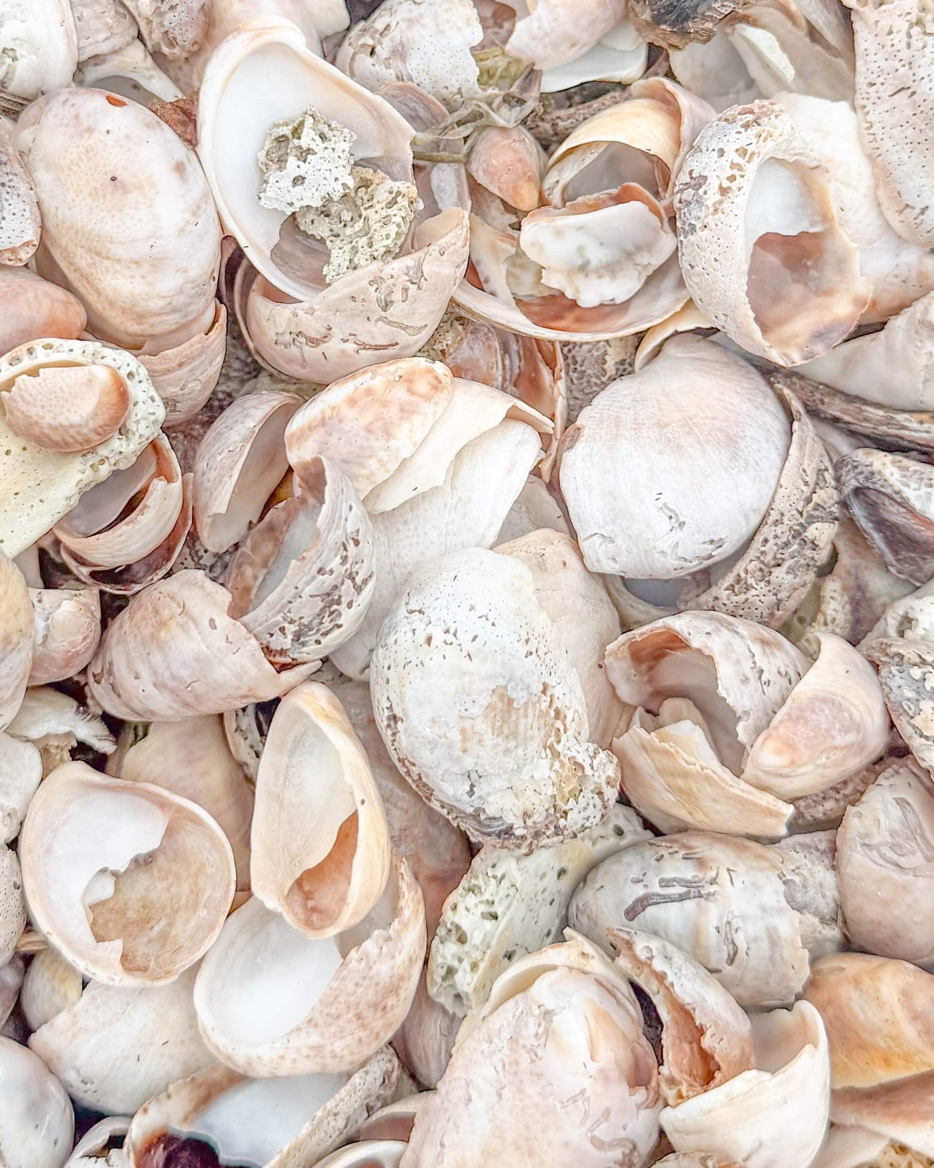 summer in rhode island with a sea of shells