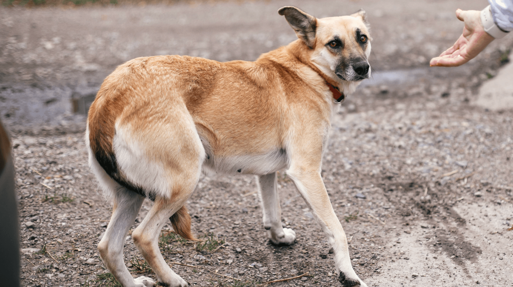 Can dogs get stressed?