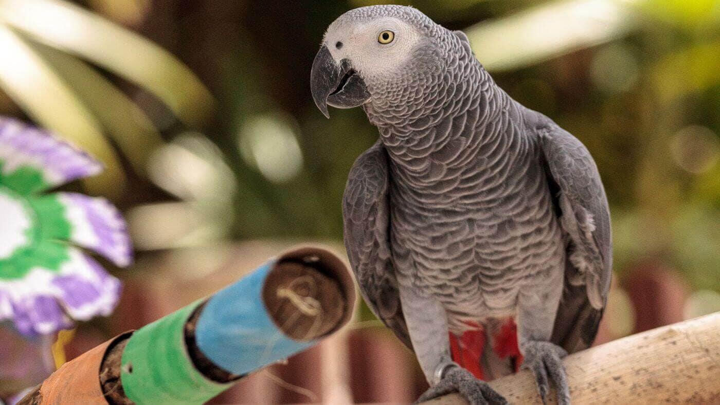 African Grey Parrot