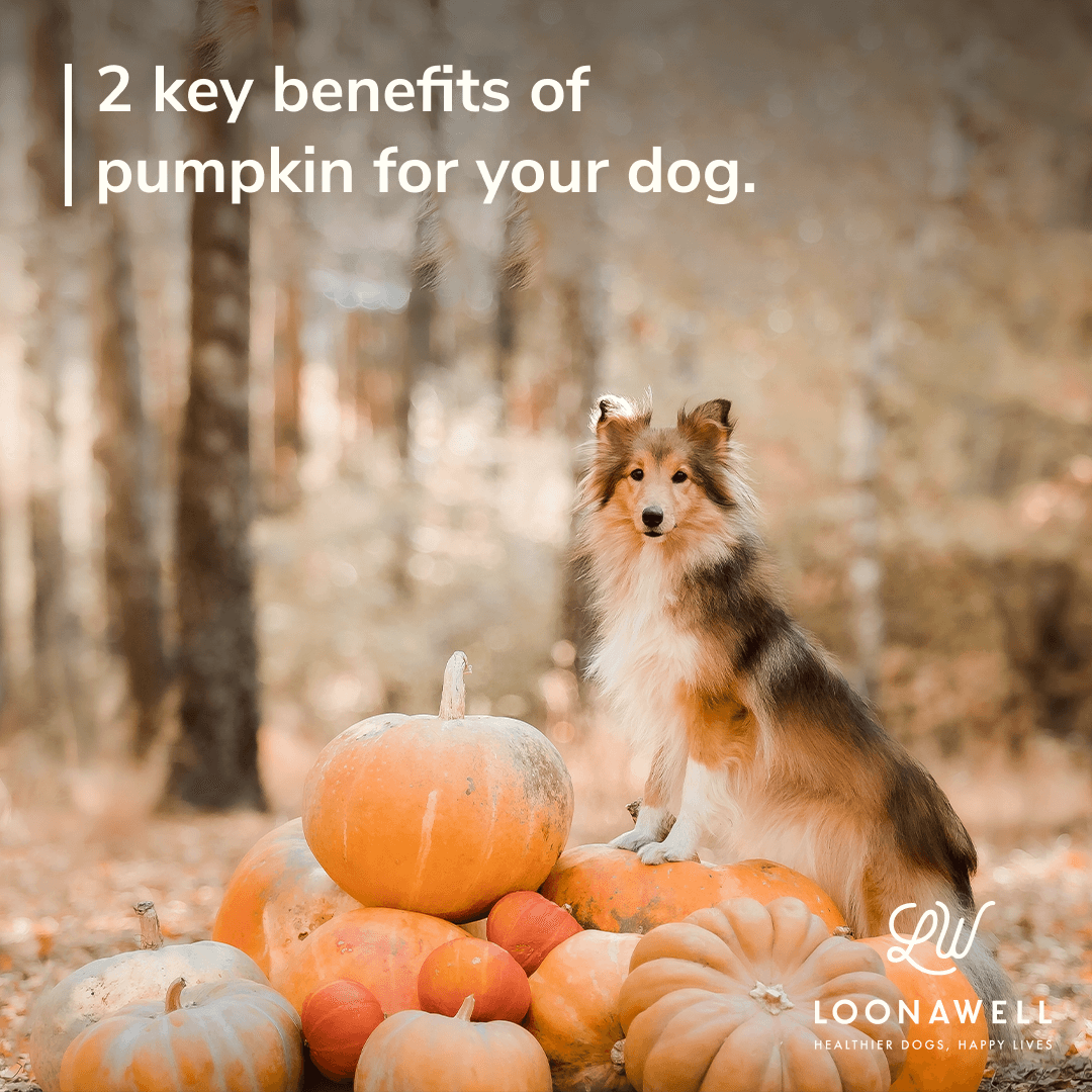 2 Key Benefits of Pumpkin for Your Dog