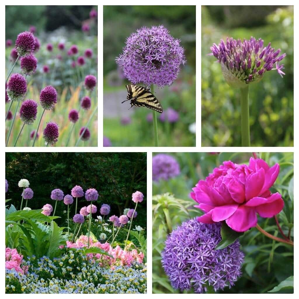 allium_assortment.jpg