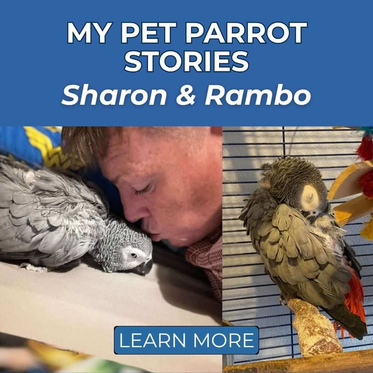 My Pet Parrot Stories: Sharon & Rambo the African Grey