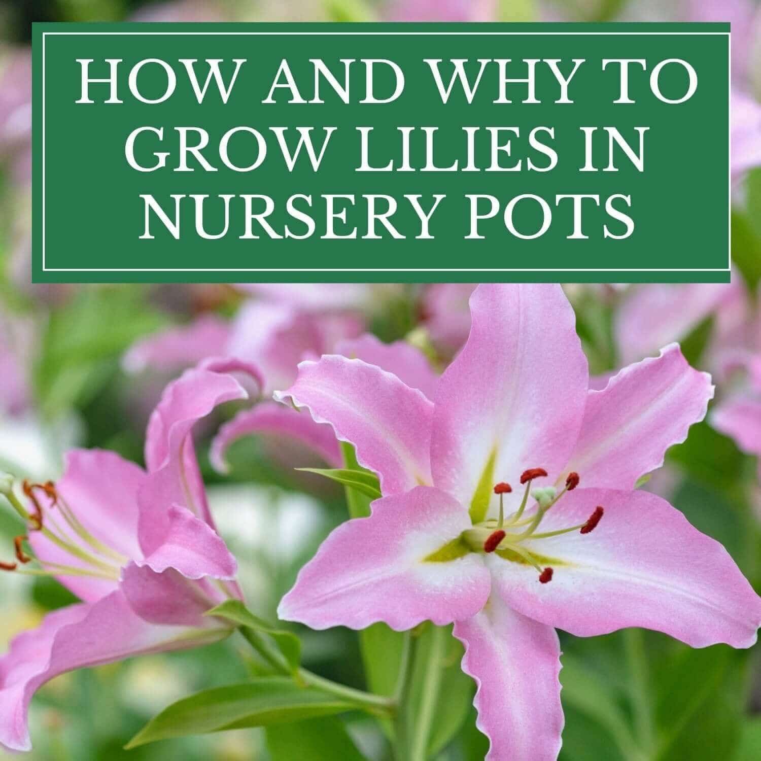 Growing Lilies in Nursery Pots for Late Season Color