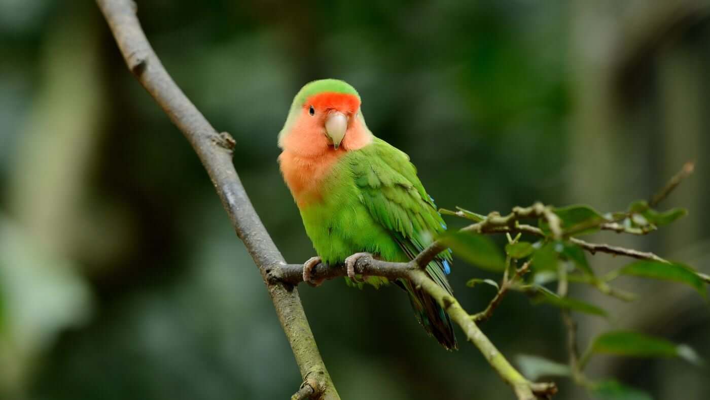 Peach-faced Lovebird perched on a branch in natural green habitat for a parrot profile and care guide