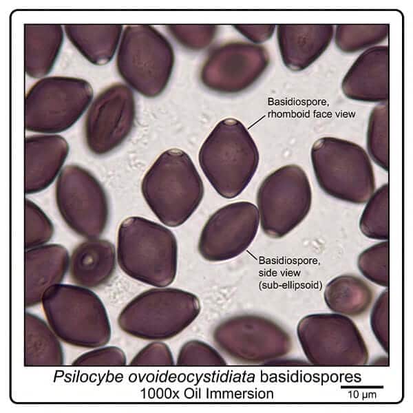 Psilocybe ovoideocystidiata basidiospores rhomboid face view 1000x oil immersion