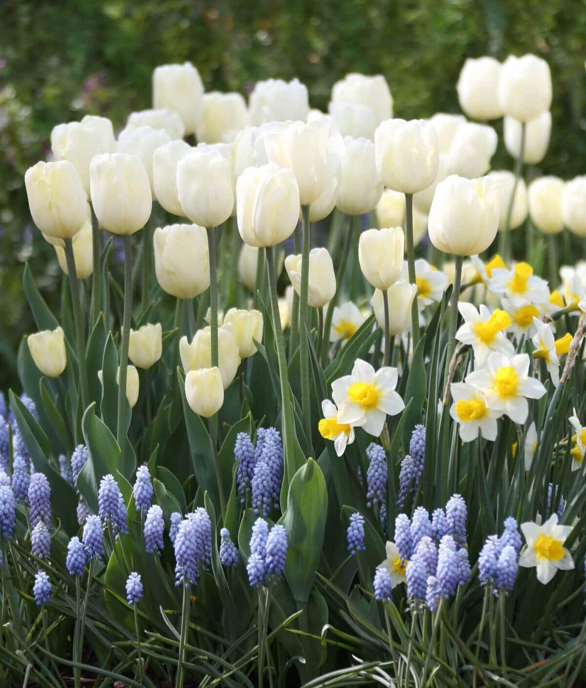 whites