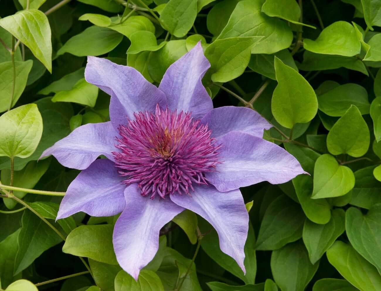 6-Tips-for-Growing-Clematis-Longfield-Gardens