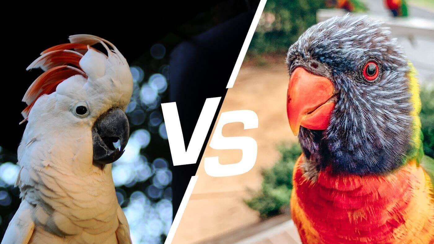 Difference Between Cockatoos and Lorikeets