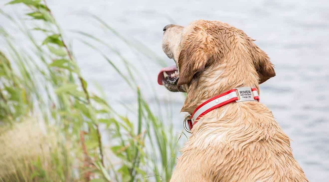 Personalized Reflective ScruffTag Dog Collars