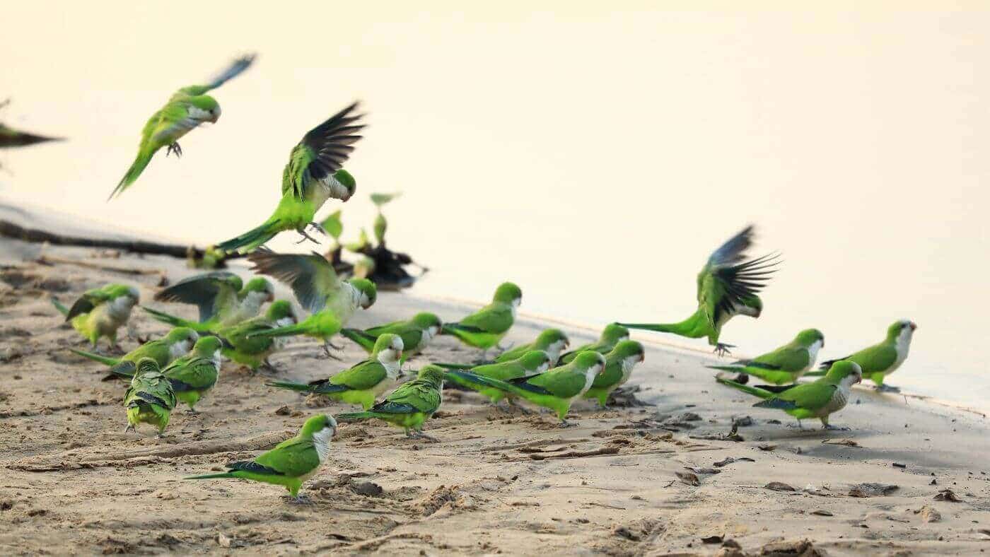 Monk Parakeets Flock