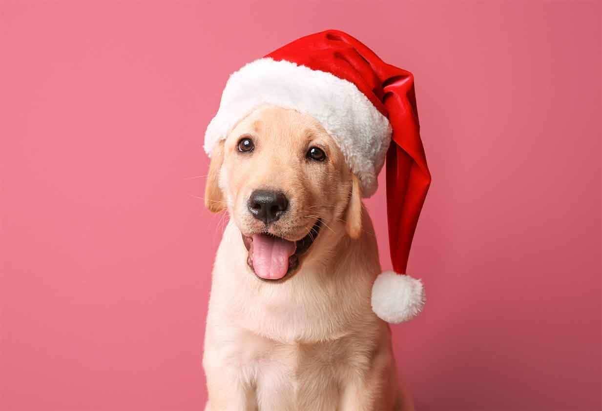What does your dog really want for a holiday gift?