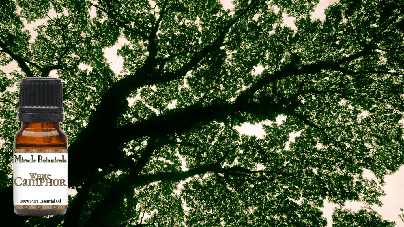 White Camphor Essential Oil