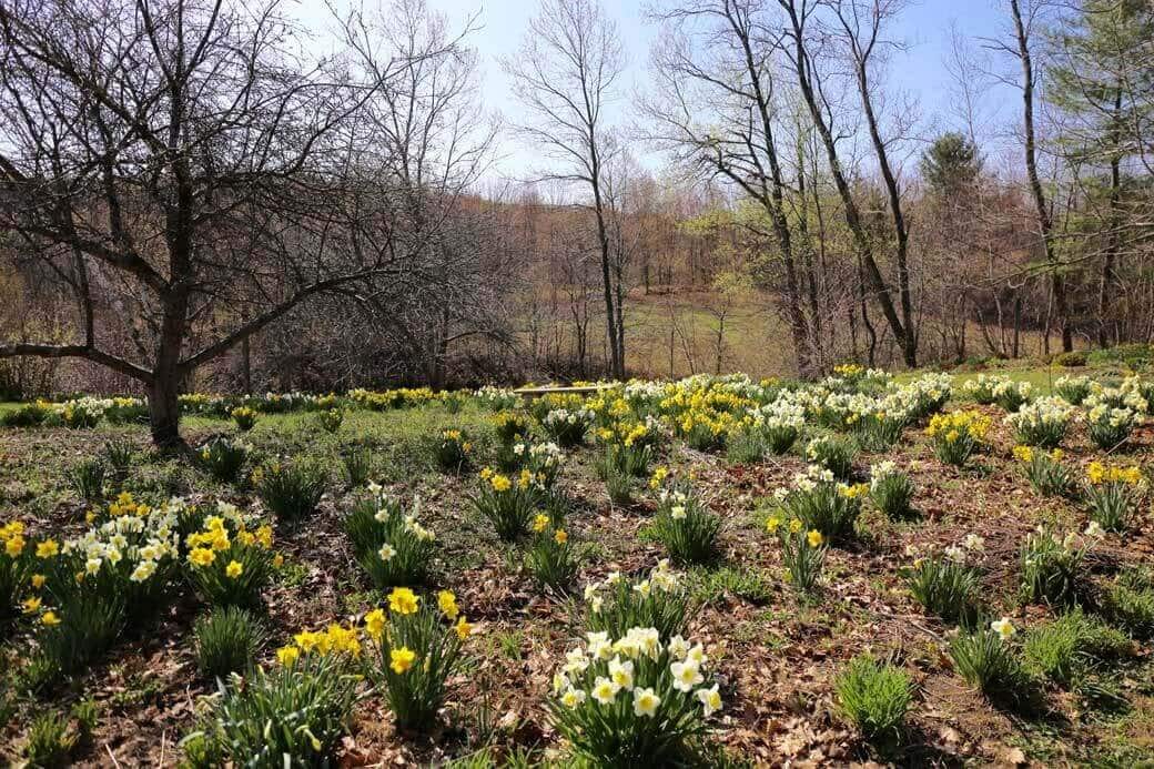 Best Daffodils for Naturalizing