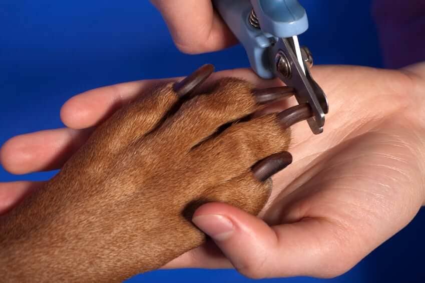 How to Get a Dog Used to Dog Nail Trims