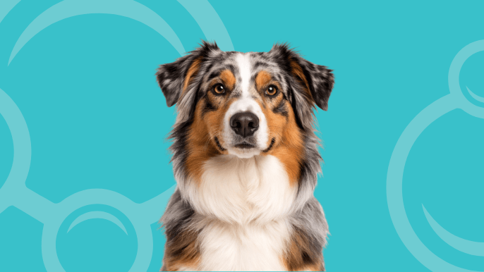 Australian Shepherd Temperament