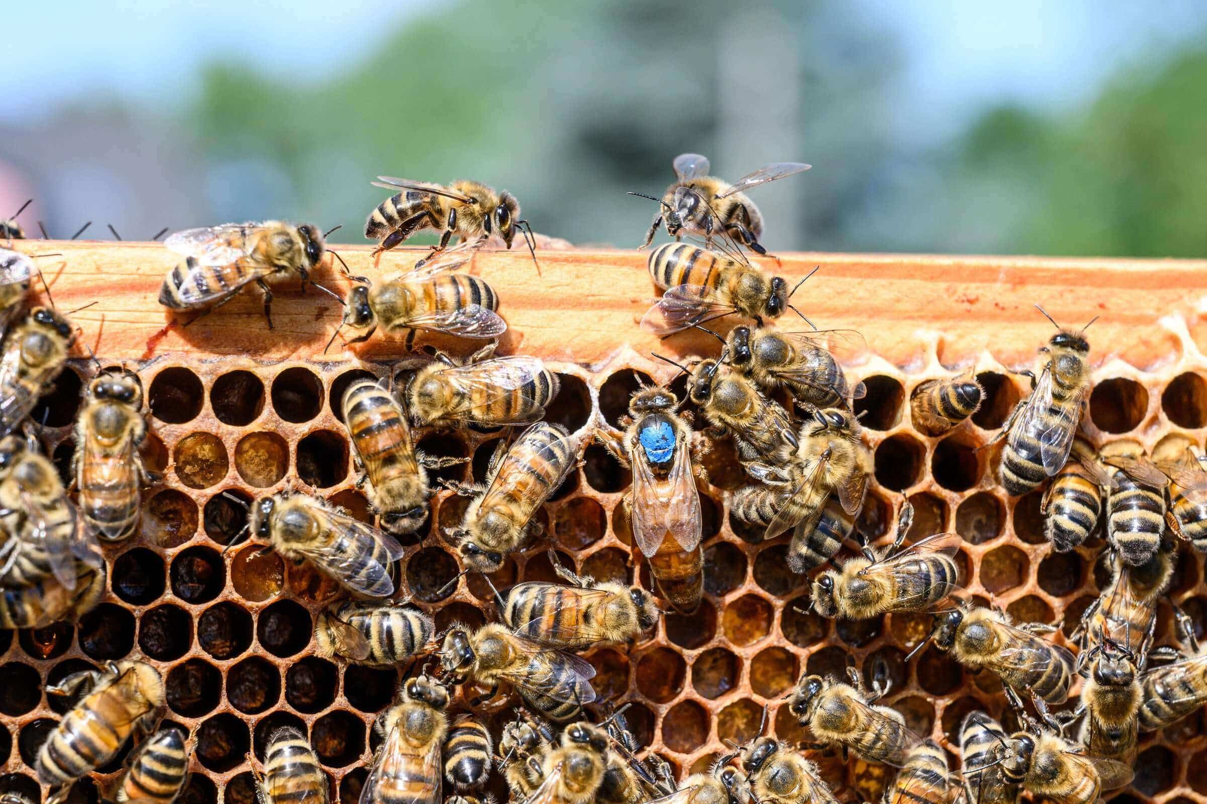 Why Do Honey Bees Kill Their Queen?