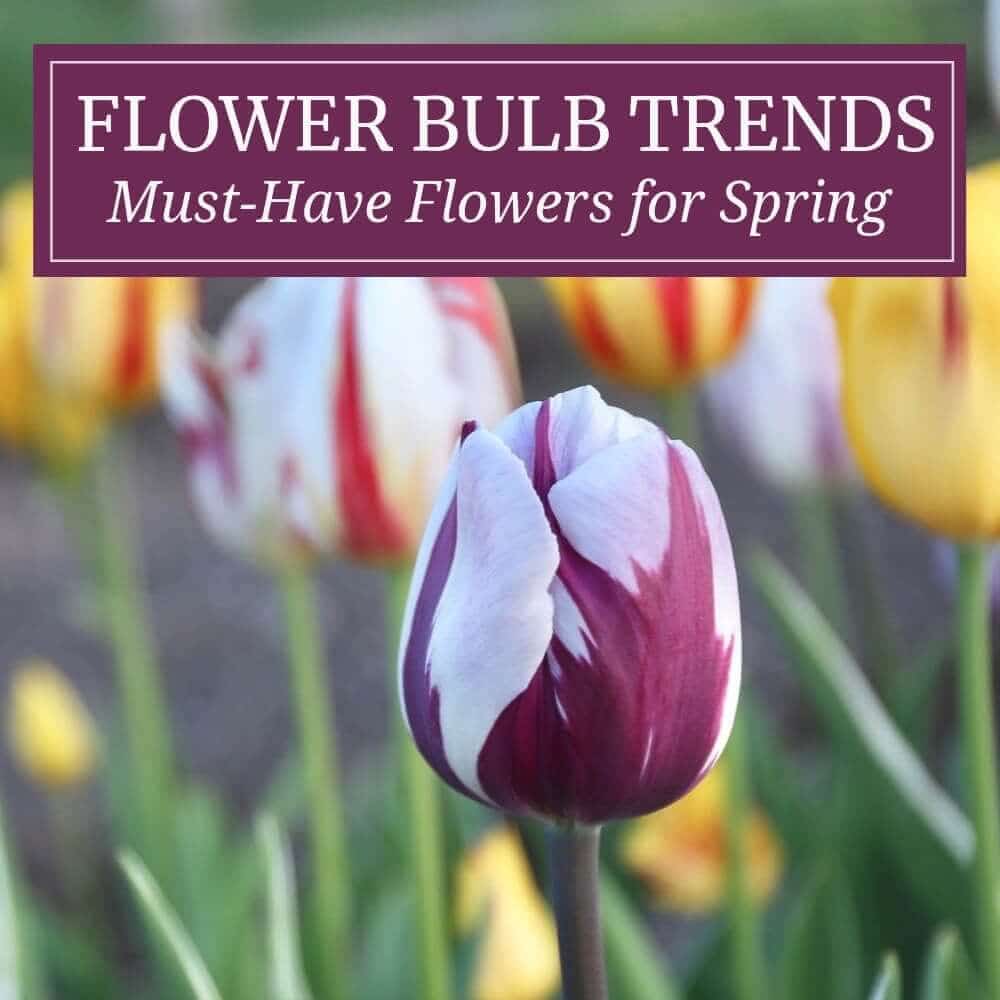 Flower Bulb Trends: What to Plant Now for Spring 2020