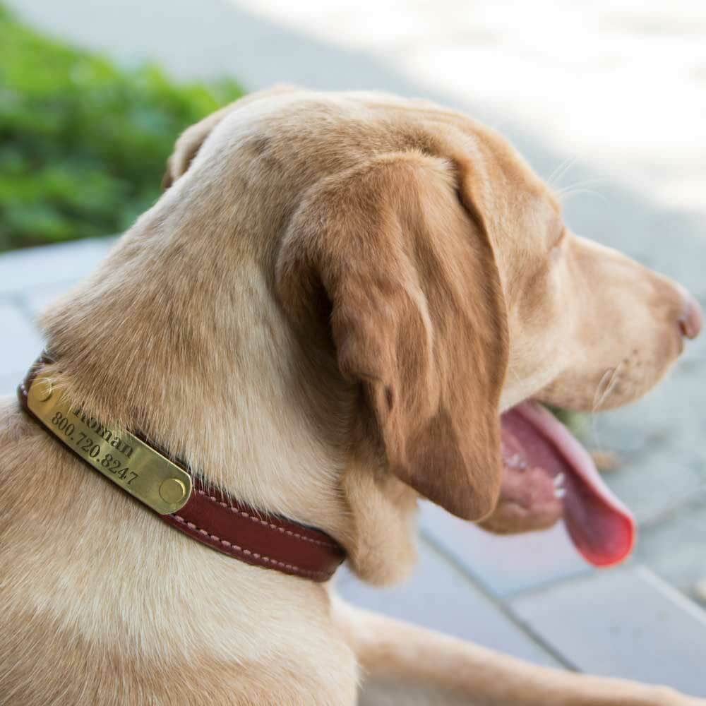 Laser Engraved Brass Rivet-On Dog Collar Name Plate on Dog Wearing Leather Collar
