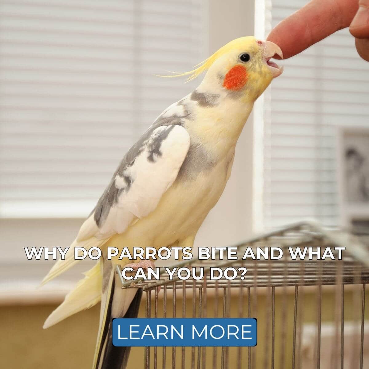 Why Do Parrots Bite and What Can You Do?