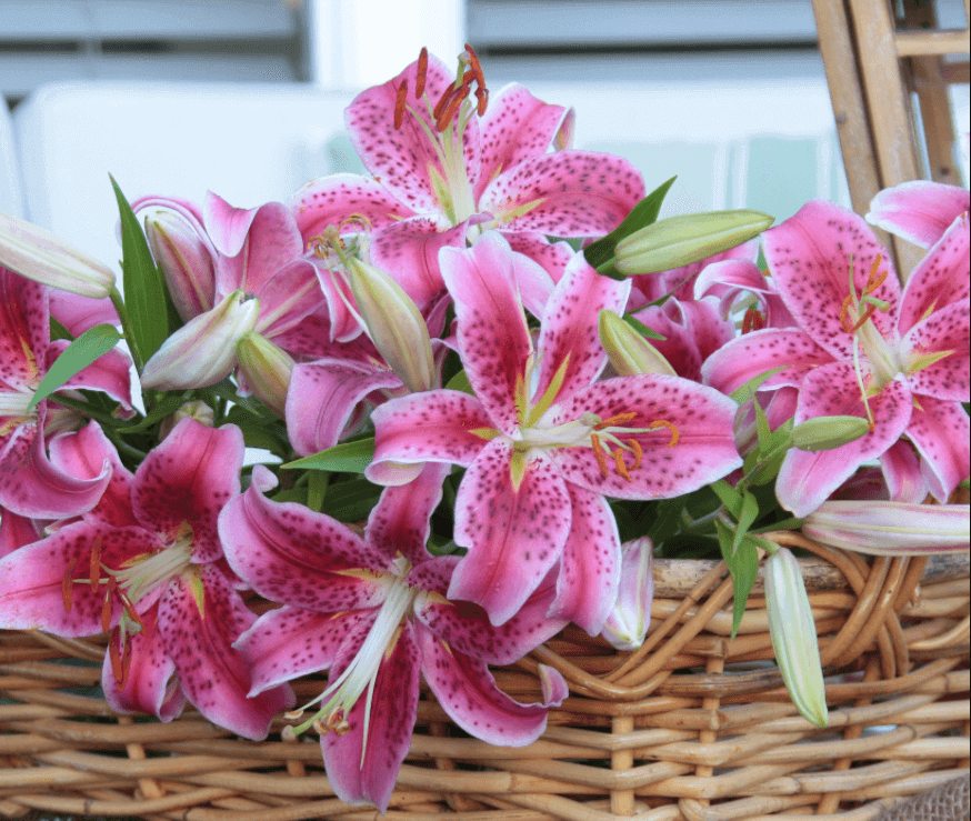White Amaryllis Elegant Flowers for Mid-Winter - Longfield Gardens