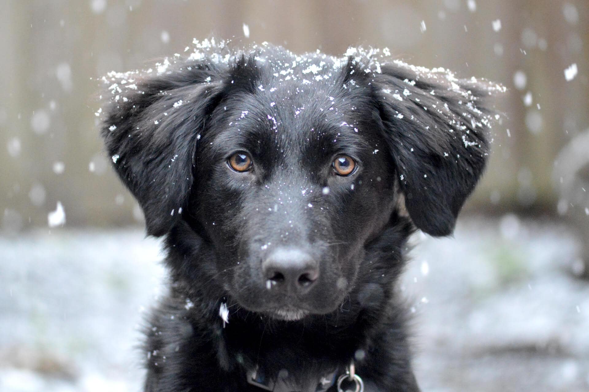 Cold Weather Care for your Dog