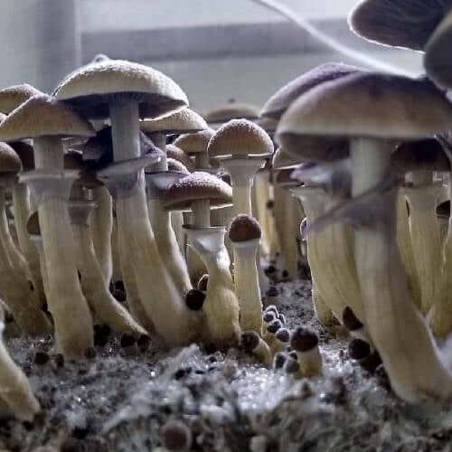 Stargazer Mushrooms