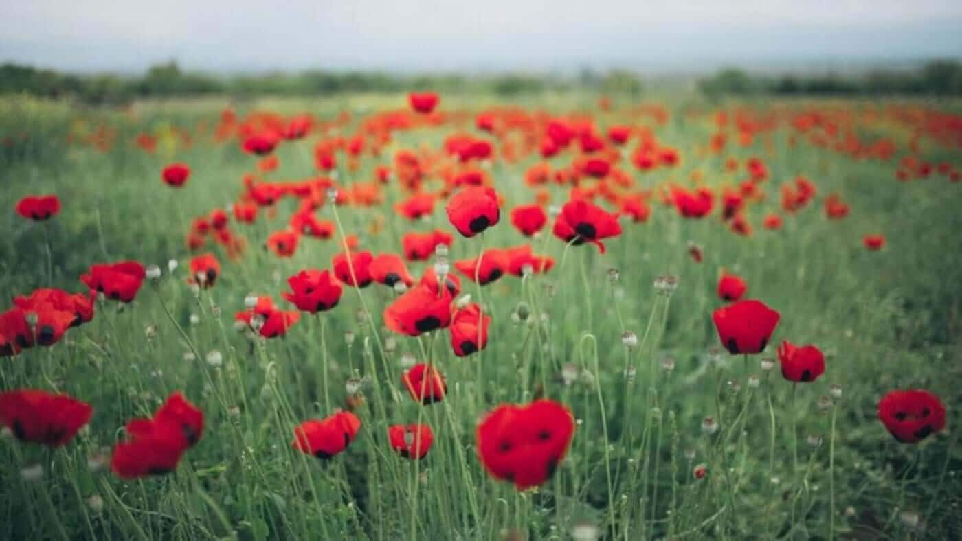 In Flanders Fields