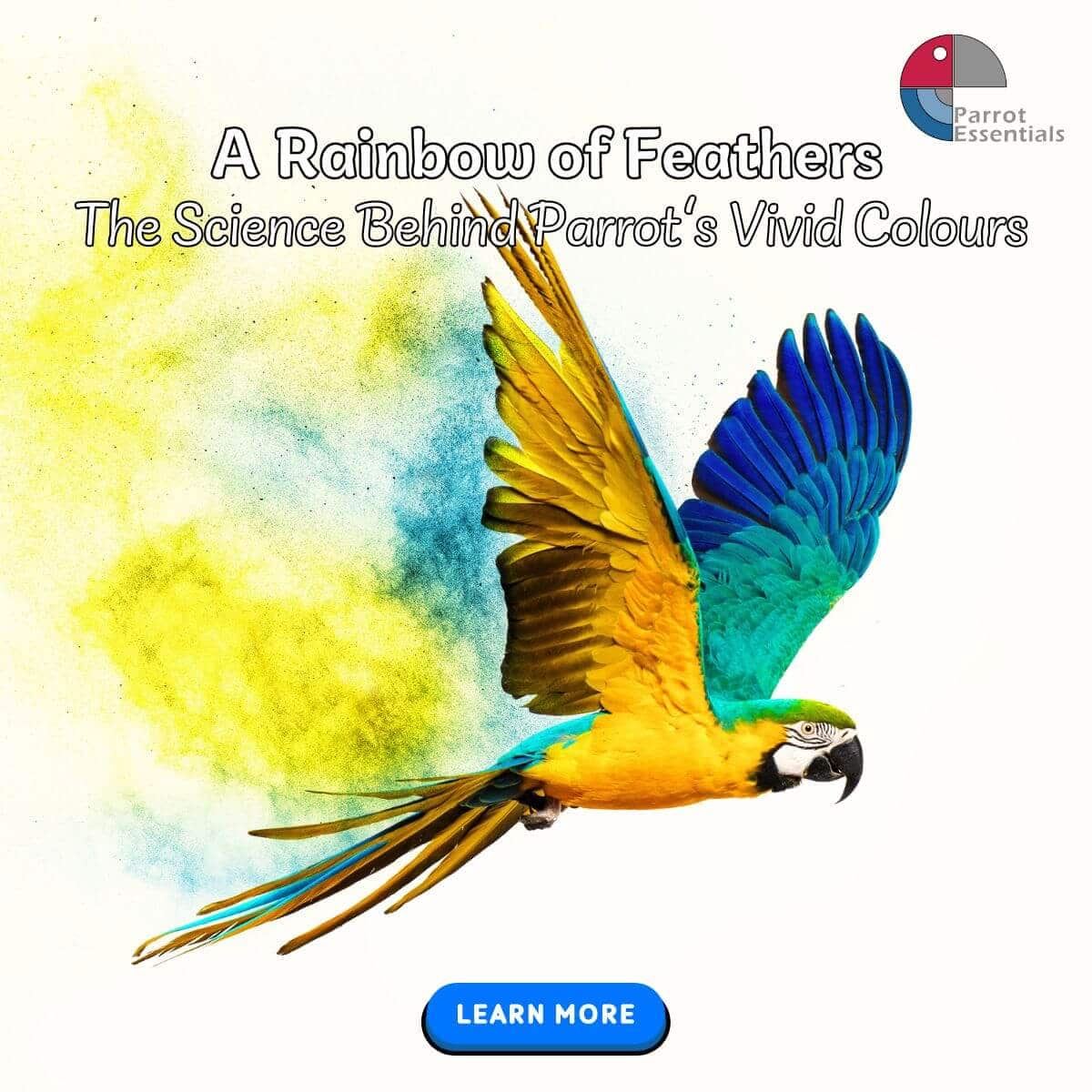 Parrot Feathers - The Science Behind the Vivid Colours