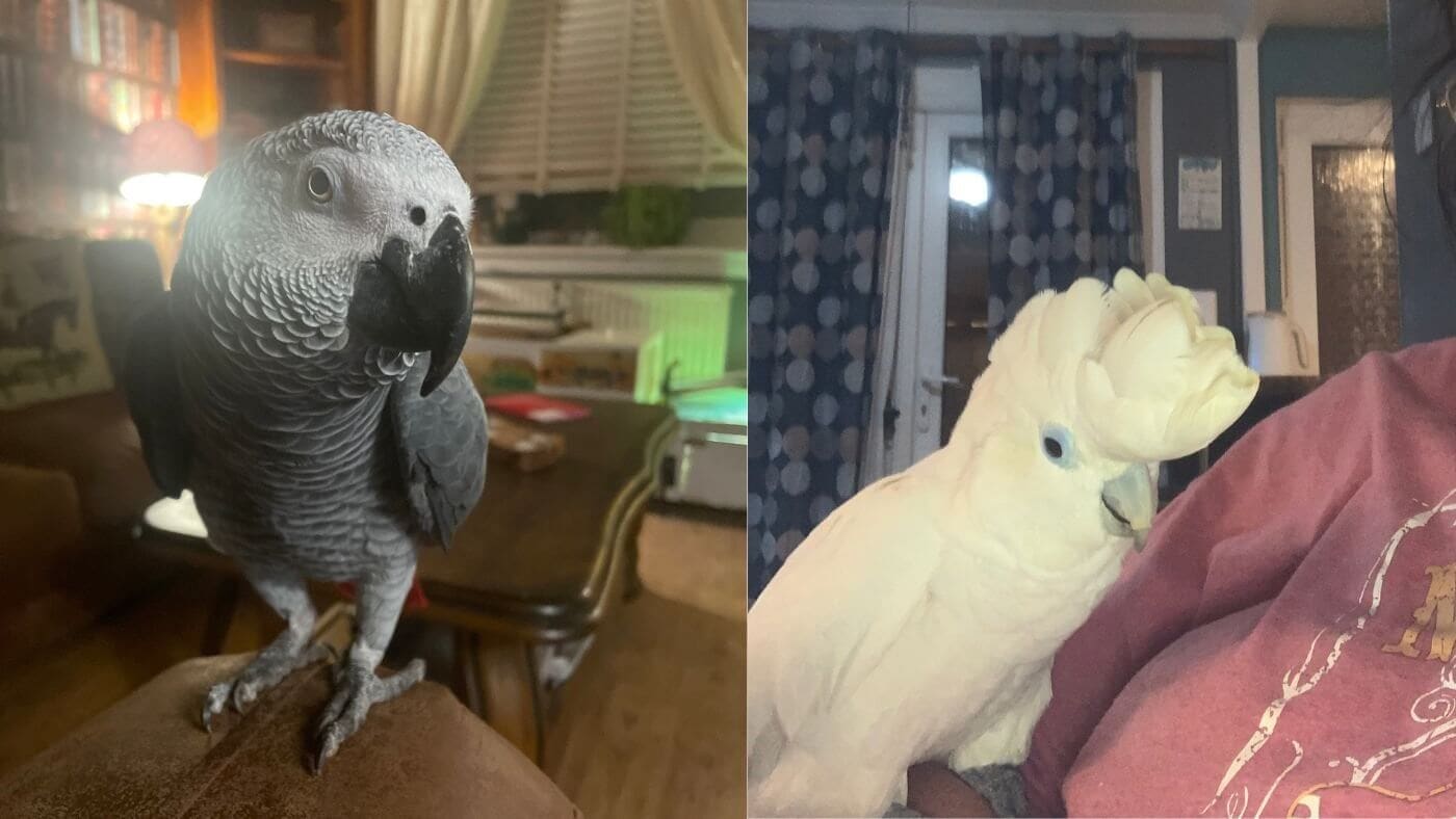 Elvis the CAG and Peaches the Solomons Cockatoo