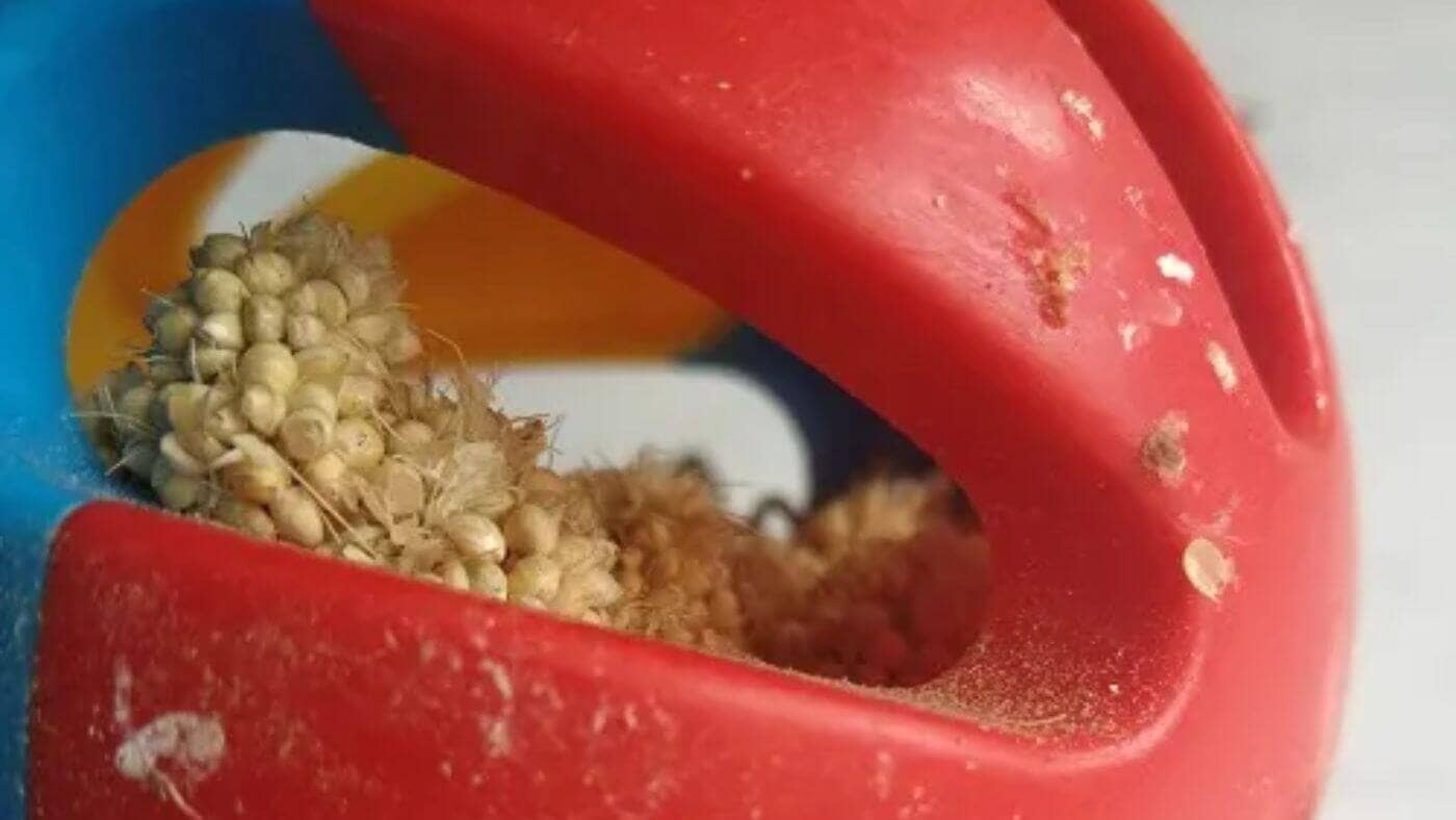 Foraging Ball for Beginner Parrots