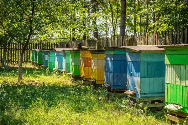 Choosing the Perfect Hive Location