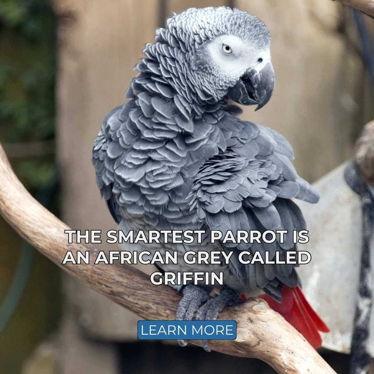 The Smartest Parrot is an African Grey Called Griffin
