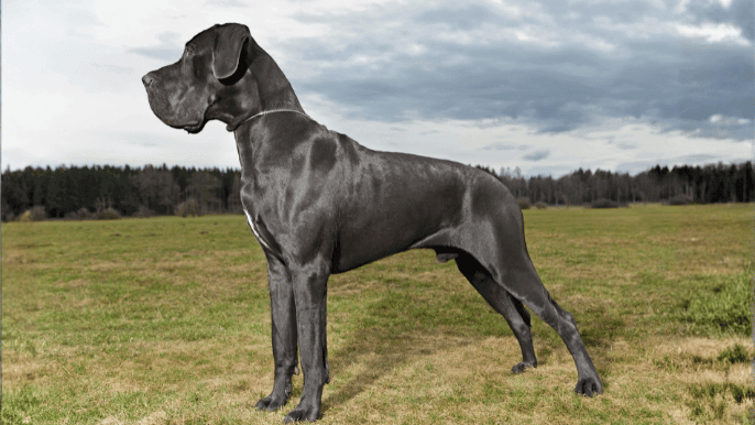 smooth coat dogs