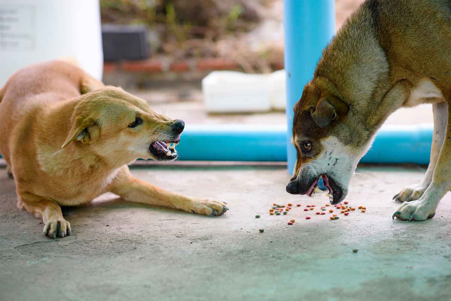 Dog food aggression being demonstrated by two dogs near kibble
