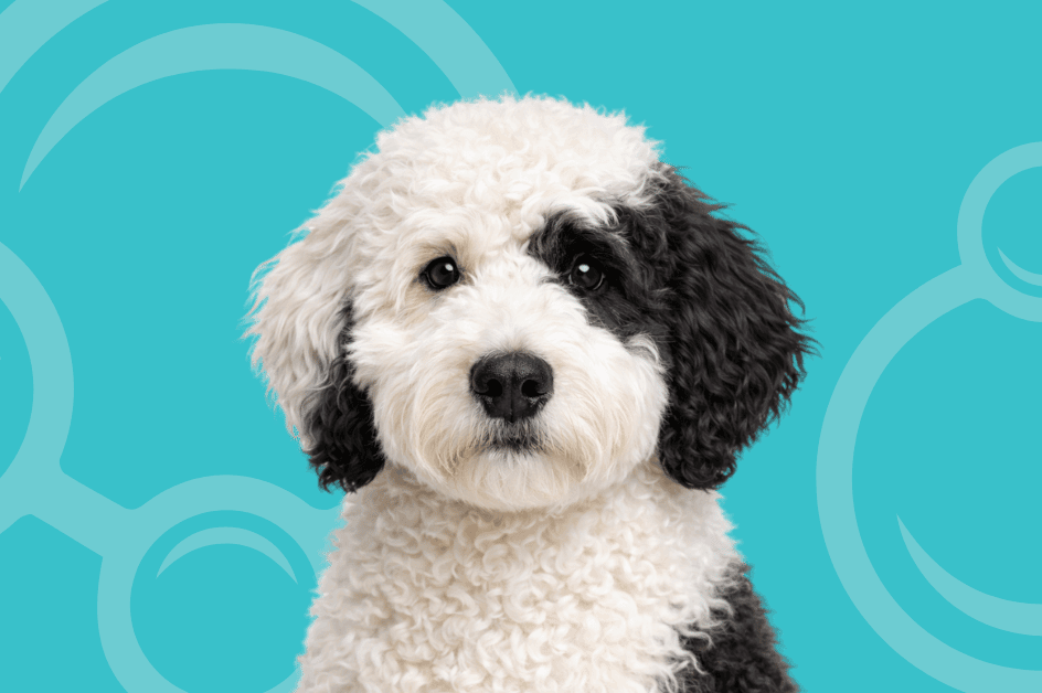 Sheepadoodle Temperament and Grooming Considerations