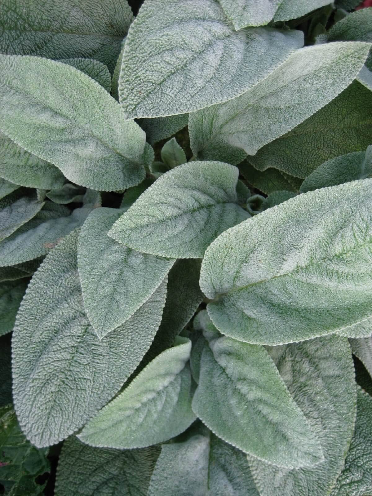 Best Ground Covers for Sun - Longfield Gardens