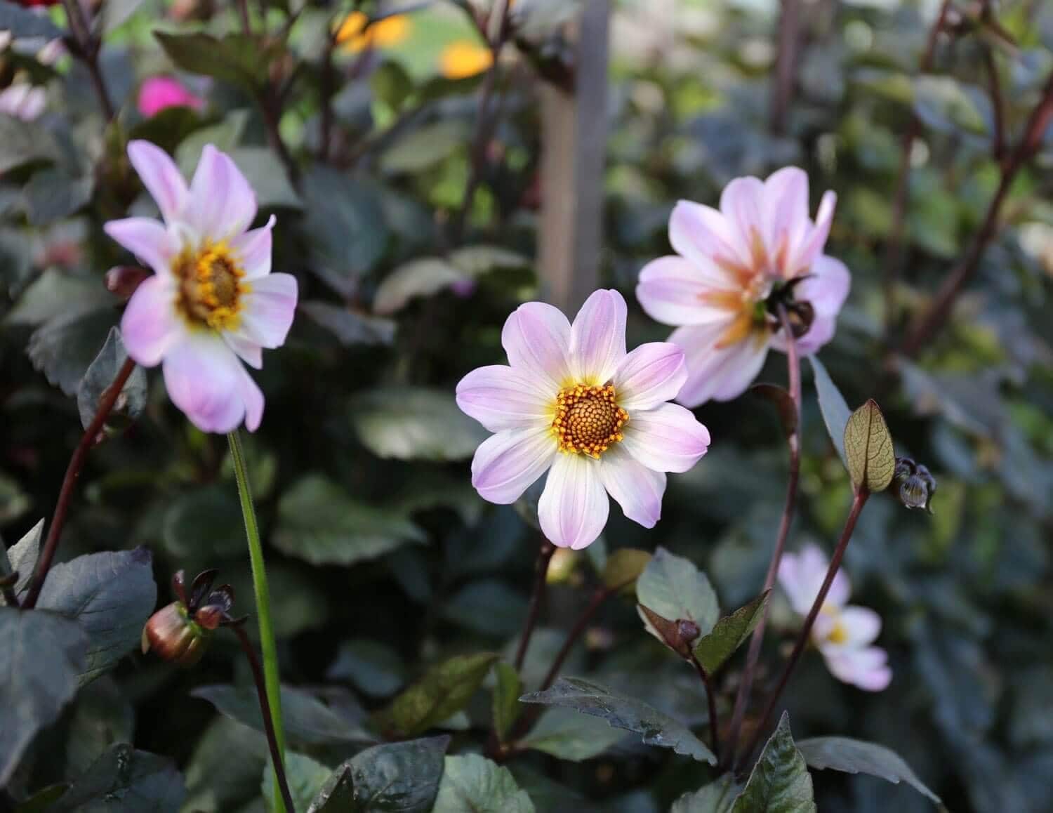 Cutting Garden Dahlias: This Year's Favorites - Longfield Gardens