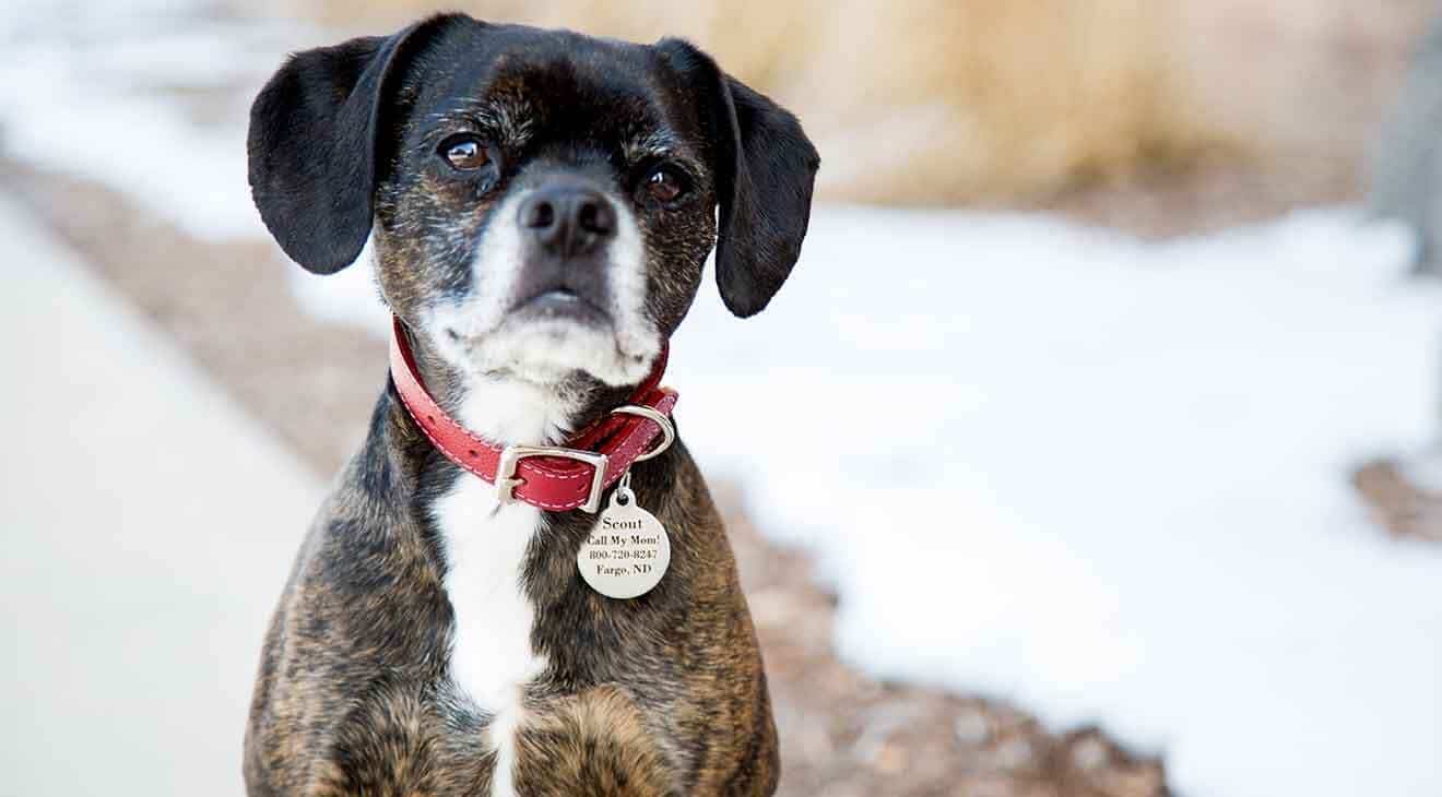 How ID Tags Can Save Your Dog's Life