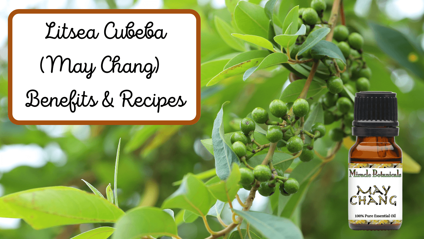 Litsea Cubeba Benefits - May Chang Essential Oil!