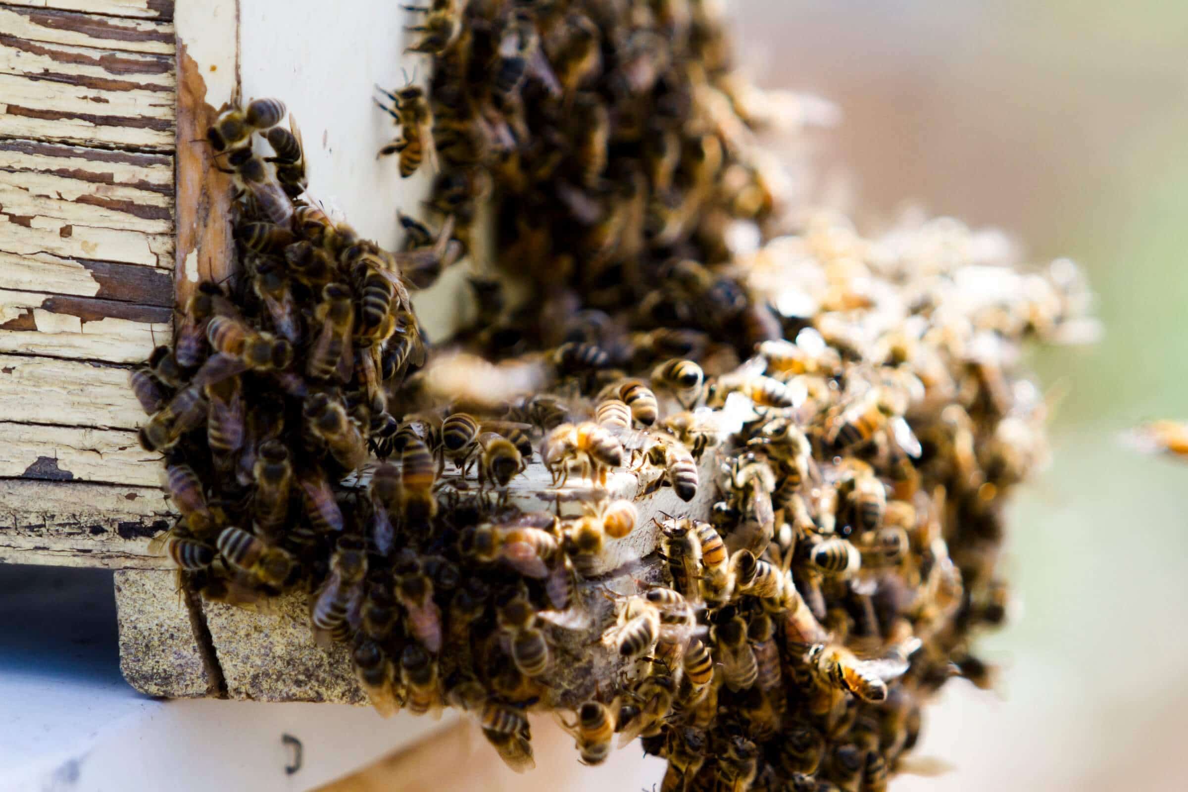 Bee Bearding: The Art and Science Behind a Unique Beekeeping Phenomenon