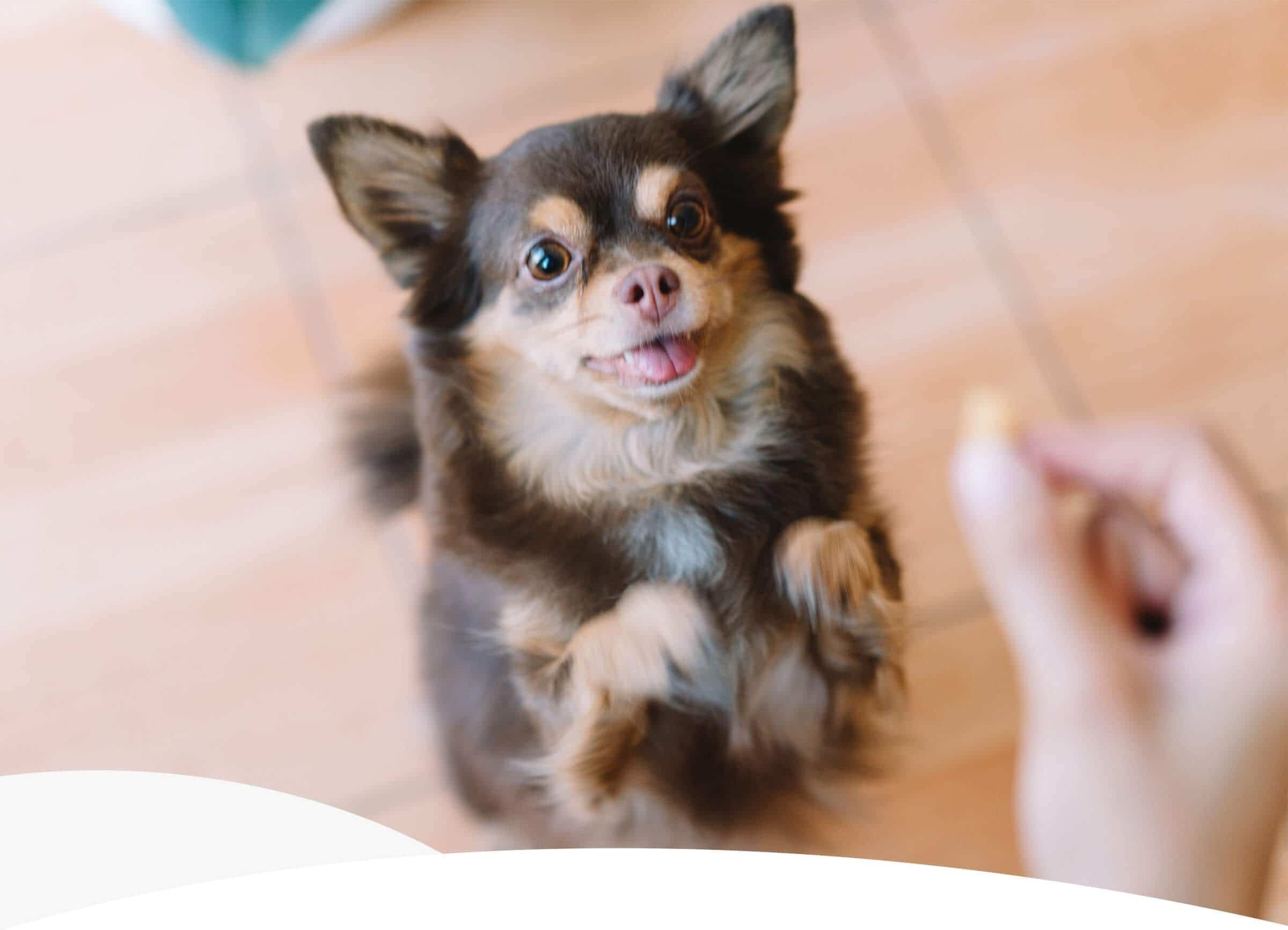 THE PERFECT BALANCE OF FUN AND FUNCTIONAL DOG TREATS