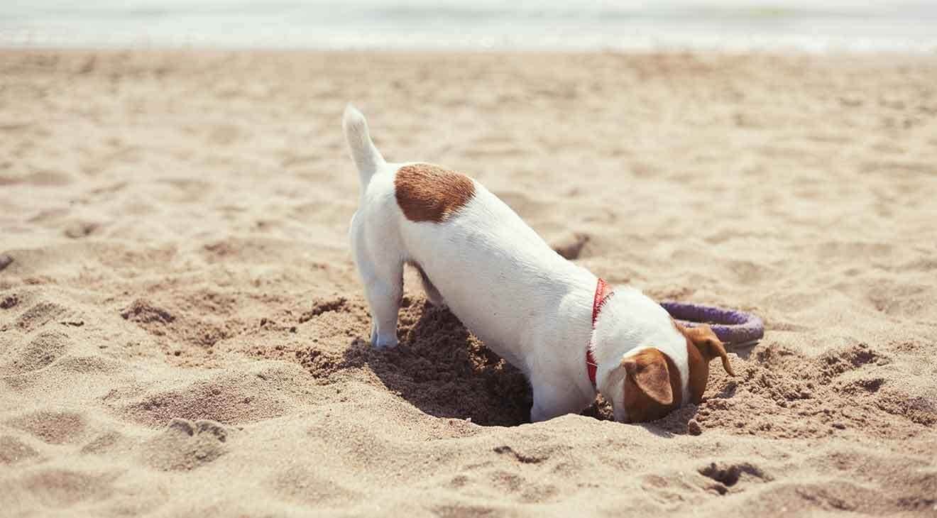 Summer with your dog - Jack Russell Terrier digging in the sand on a beach