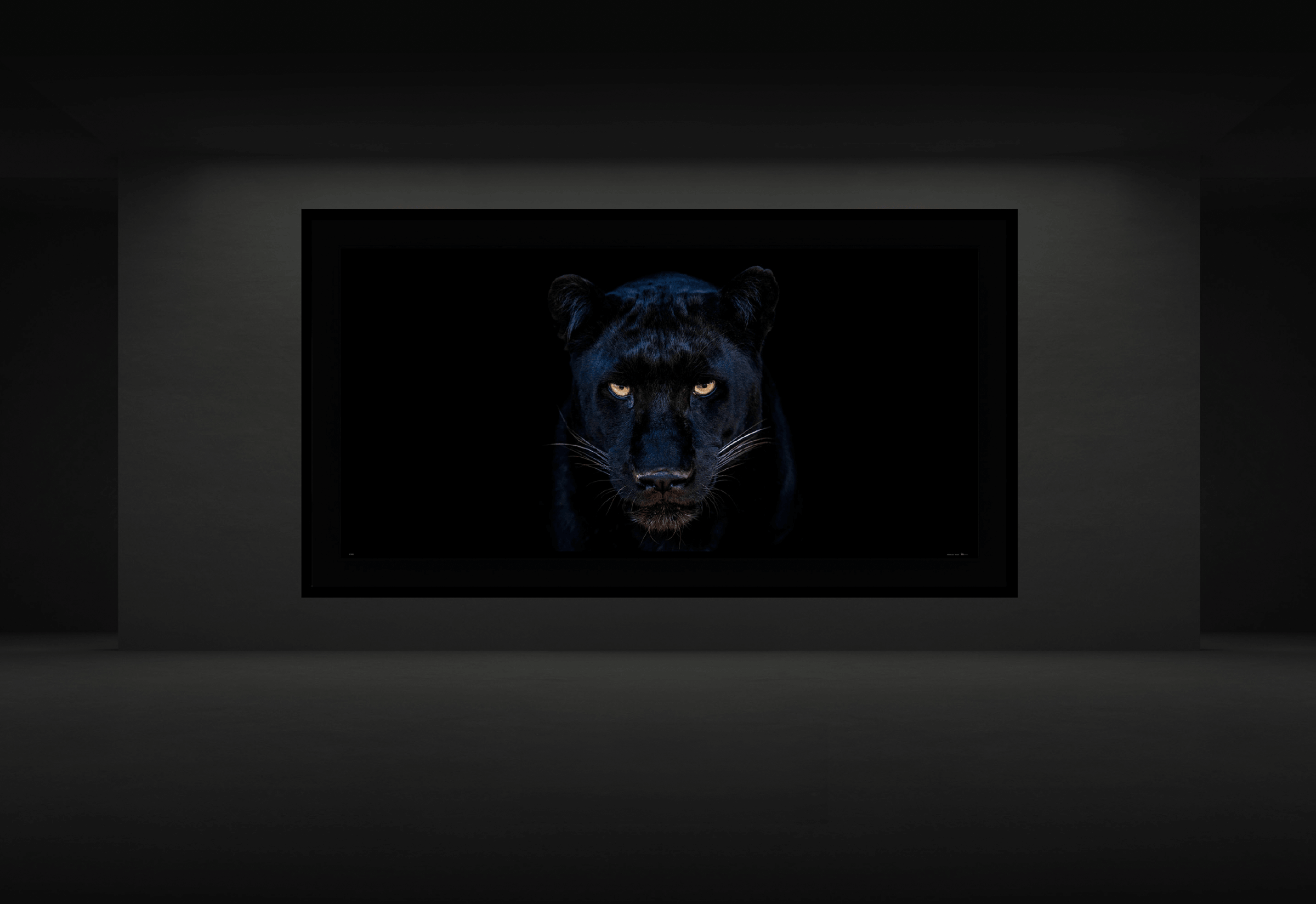 The Black Panther Club by David Yarrow – Fine art photograph of a black panther taken in Dinokeng, South Africa, 2025