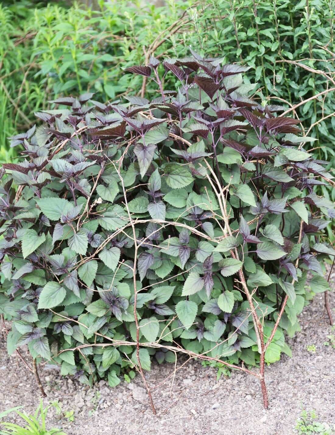 DIY Plant Supports - Longfield Gardens