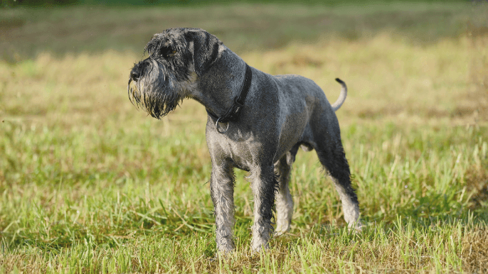 Standard Schnauzer Temperament