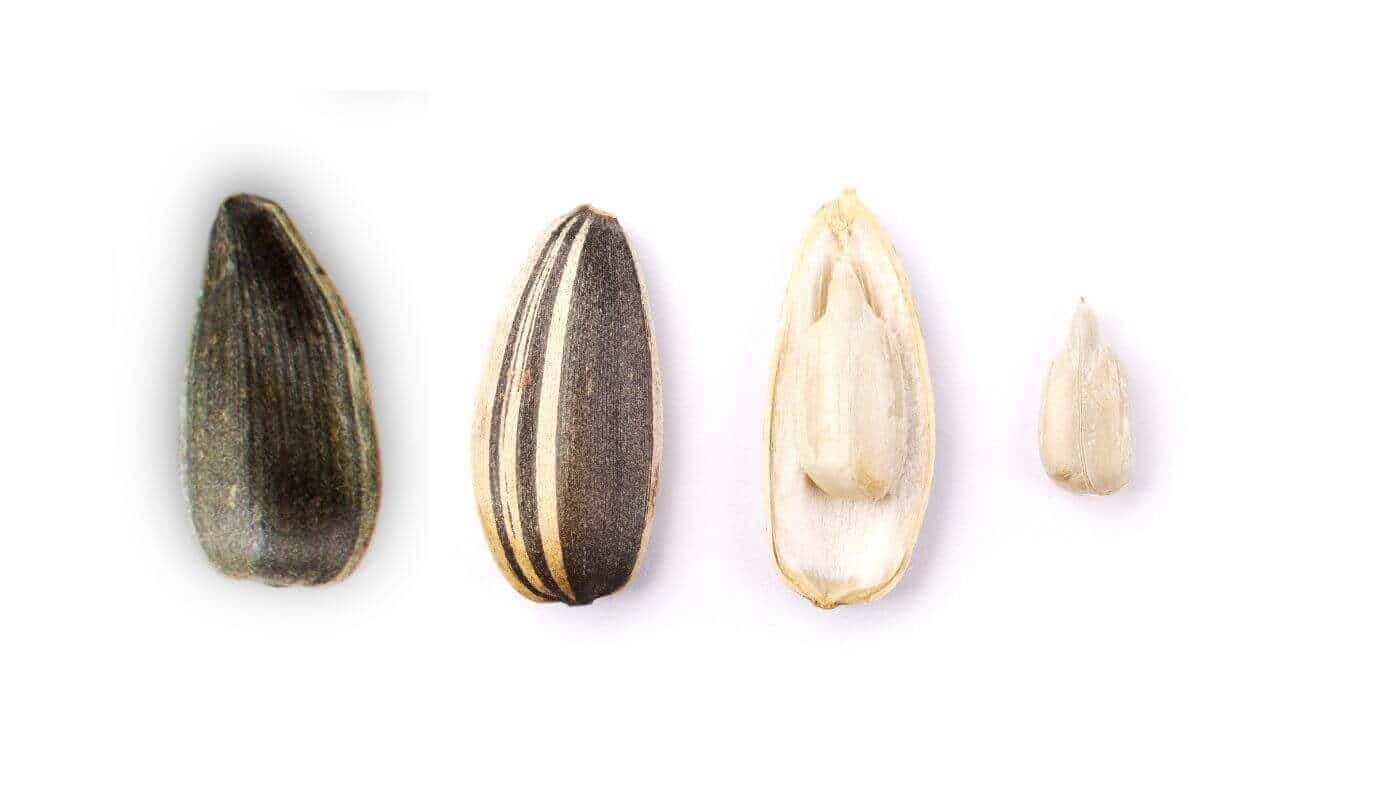 Types of Sunflower Seeds