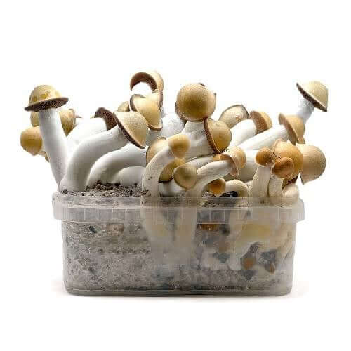 Penis Envy Spores